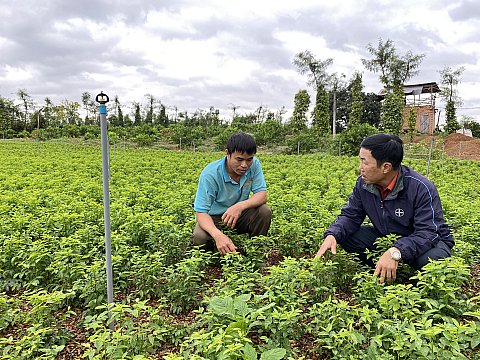 Anh Trần Văn Dũng ở xã Quảng Hiệp có thu nhập khá từ trồng rau bồ ngót theo hình thức chuyên canh